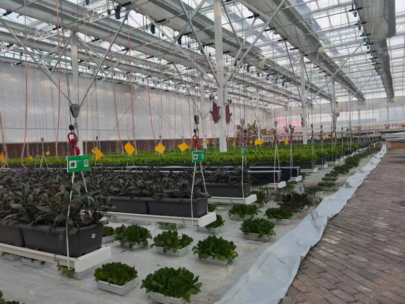 無土栽培